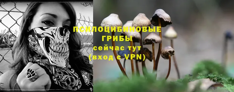 Галлюциногенные грибы Psilocybe  Александровск-Сахалинский 